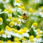 Anne-Çocuk İçin Doğa Temelli Duyusal Oyunlar: 7 Günlük Ev-Bahçe Planı