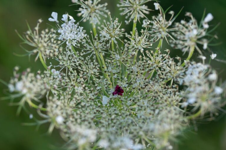 Bebek Masajı ile Uyku ve Rahatlama: Anne-Çocuk Rutini